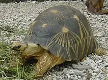 Tortue étoilée de Madagascar (Astrochelis radiata, Testudinidae)