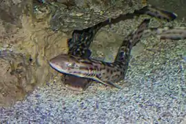 Atelomycterus marmoratus