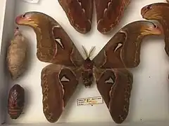 Attacus atlas X caesar hybride male