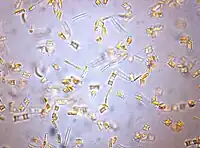 culture d'Attheya longicornis