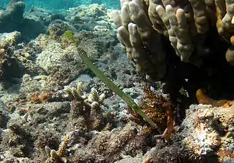 Un poisson-trompette de l'indo-pacifique (Aulostomus chinensis)