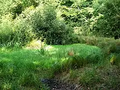 La mare du mont Alta.