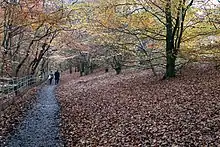 Une allée bordée de tapis de feuilles mortes descend parmi les arbres un peu dégarnis.