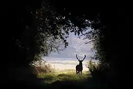 Un matin d'automne dans le Oberalsterniederung&nbsp;(de), réserve naturelle du Schleswig-Holstein. Octobre 2020.