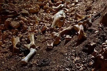 Ossements sur l'éboulis.