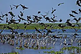 Mantecal (paroisse civile)