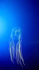 Chironex fleckeri, la « main qui tue » qui entraîne une paralysie cardiaque et respiratoire en quelques minutes.