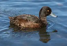 Un fuligule de Nouvelle-Zélande à Hagley Park (Christchurch)&nbsp;(en) en octobre 2020.