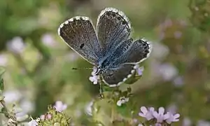 Pseudophilotes baton