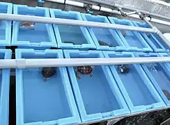 Immatures en croissance. Ils ont été retirés d'un nid menacé par la houle et seront relâchés lorsqu'ils feront environ 1&nbsp;kg, équipés d'une balise solaire.