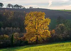 Bonfeld (de), village près de Bad Rappenau ; pente sud du Mühlberg avec un chêne magnifique au centre. Novembre 2020.