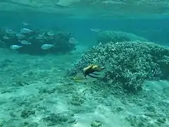 A La Réunion (avec des Chromis viridis).
