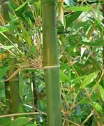 Chaume de couleur vert