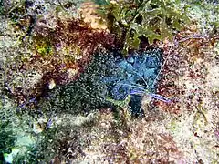 Bartholomea annulata&nbsp;(en) et Ancylomenes pedersoni