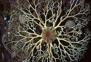 Gorgonocephalus arcticus au Newfoundland.