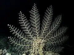 Une gorgonocéphale se nourrissant de nuit en Mer Rouge.