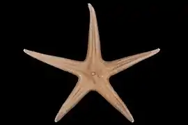 Bathybiaster vexillifer