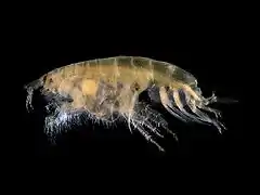 Bathyporeia elegans (Bathyporeiidae)