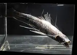 Bathypterois guentheri