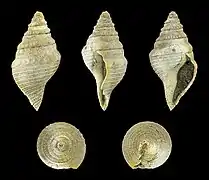 Bathytoma cataphracta (en) jugleri, un Borsoniidae.