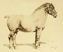 Dessin d'un gros cheval vu de profil.