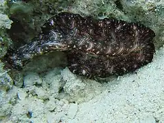 Pseudobiceros bedfordi (Polycladida, Pseudocerotidae)