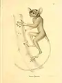 Le Tarsier spectre dans un ouvrage consacré au genre Tarsius par Hermann Burmeister (1846).