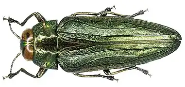 Belionota aenea (Deyrolle, 1864).