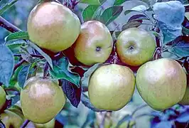 pomme locale Belle-Fleur de Saint-Benoît.
