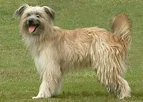 Berger des Pyrénées à poil long de couleur fauve.