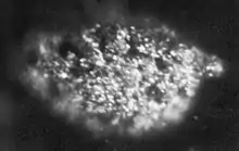 Berkélium (échantillon de 1,7 µg long de 100 µm).