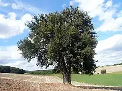 Birnbaum am Lerchenberg (de) : poirier classé Monument naturel en Basse-Franconie (All.).