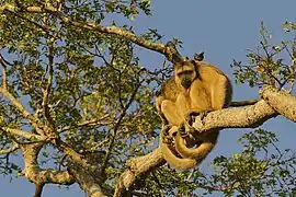 Singes hurleurs noirs, assis sur une branche, queue préhensile enroulée.