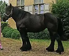 Trait belge noir, profil gauche.