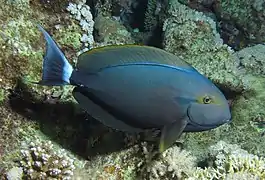 Acanthurus gahhm