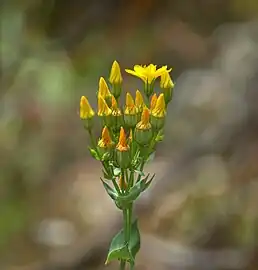 Inflorescence en cyme et feuilles décussées (successivement à angle droit le long de la tige)
