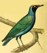 Hylopsar purpureiceps