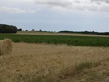 Cultures à proximité de Mérigny en 2004.