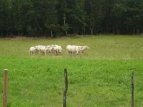 Les vaches de race charolaise en 2008.