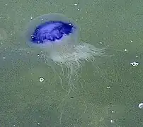 Cyanea lamarckii