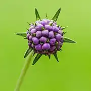 Bouton floral d'une Succisa pratensis. Août 2023.