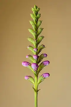 Inflorescence de la physostégie de Virginie.