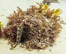 Crénilabre à cinq taches, de la famille des symphodus, mâle, en train de faire un nid dans le parc naturel de l'Arrábida, Portugal. Juillet 2020.