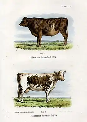 Bœuf et vache de race SarlabotLithographie en couleurs, planche XXXI, extraite du livre Het Rundvee, zijne verschillende soorten, rassen en veredeling ; door G. J. Hengeveld, Haarlem 1865 (« Les Bovins, leurs différentes sortes, races et leur reproduction ; par G. J. Hengeveld, Harlem 1865 »). Dessin et peinture de la planche : G.J. Hengeveld. Lithographiée par Emrik et Binger. Elle se trouve après la page 266 du livre..