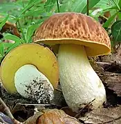 Bolet chauve (Hemileccinum depilatum), comestible médiocre.
