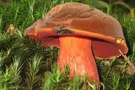 Neoboletus erythropus, le Bolet à pied rouge (Toxique cru).