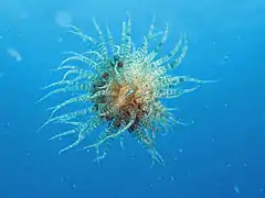 Boloceroides mcmurrichi, une Boloceroididae