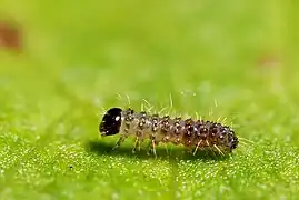 Chenille au 1er&nbsp;stade