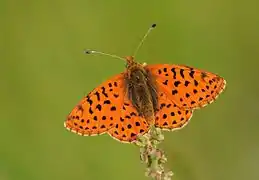 Face dorsale – Turquie.