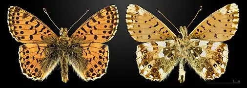 Boloria (Boloria) graeca, le Nacré des Balkans